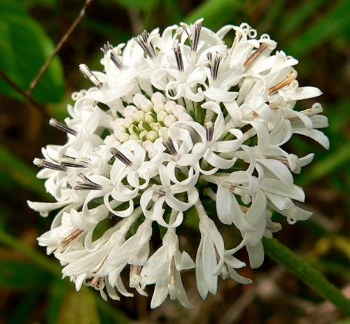 {Marshallia obovata}